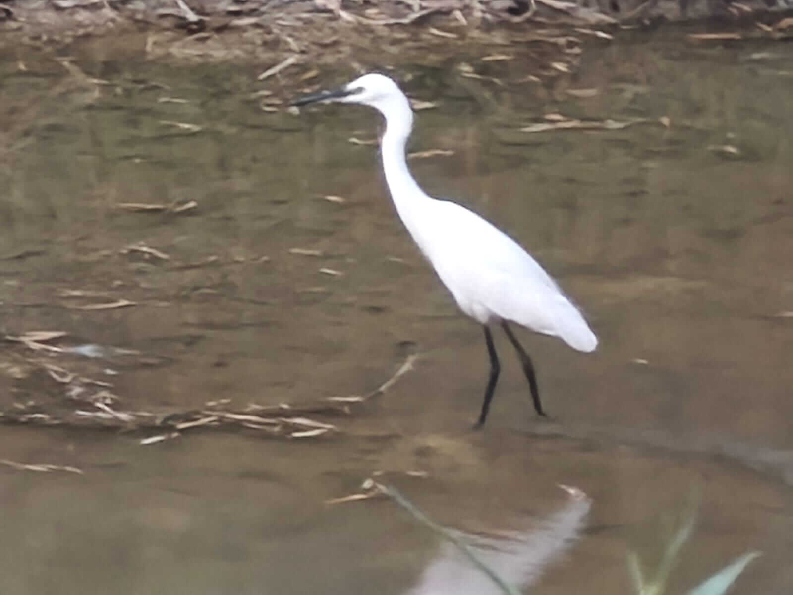 Birds and animals 1