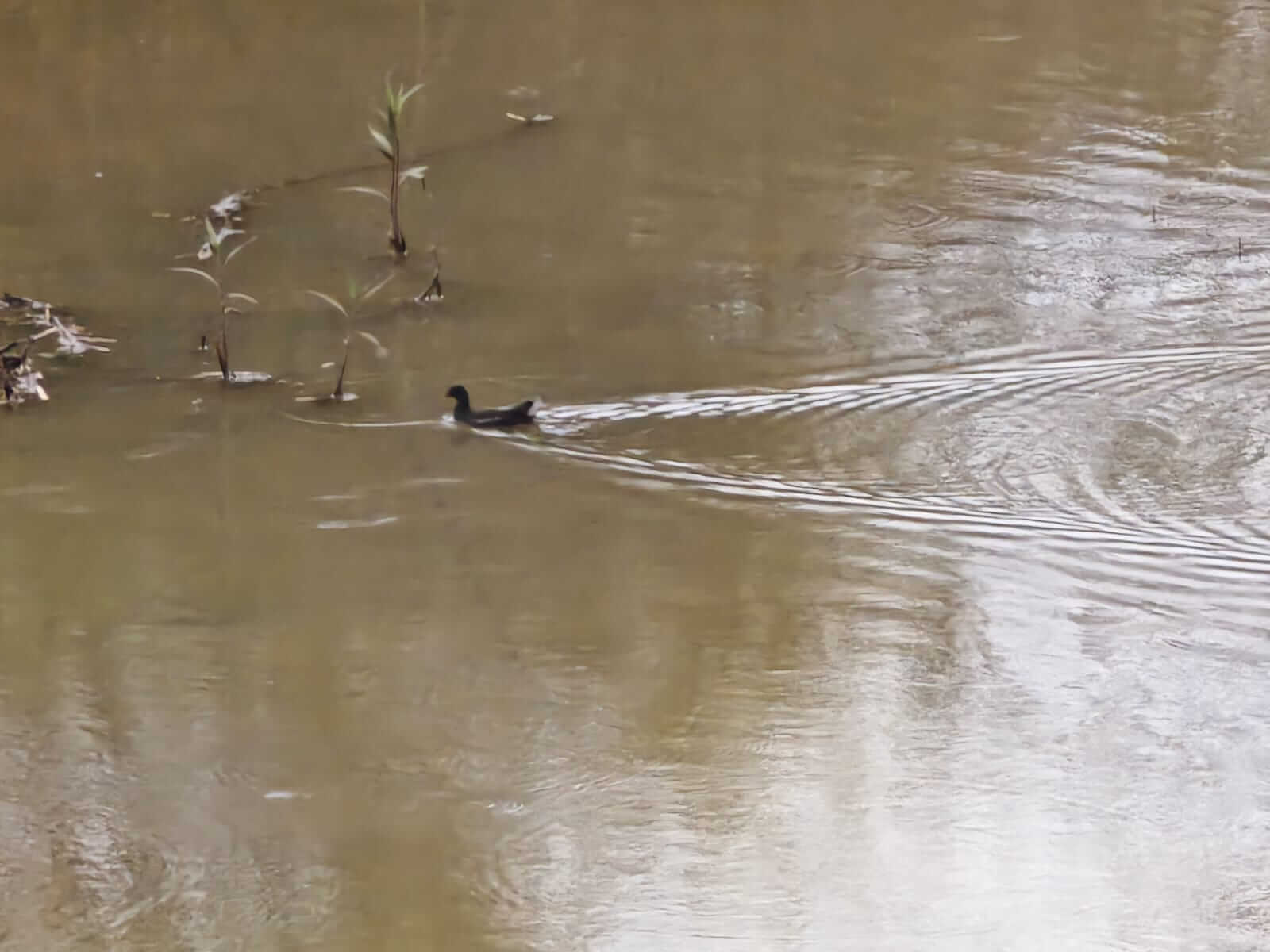 Birds and animals 3