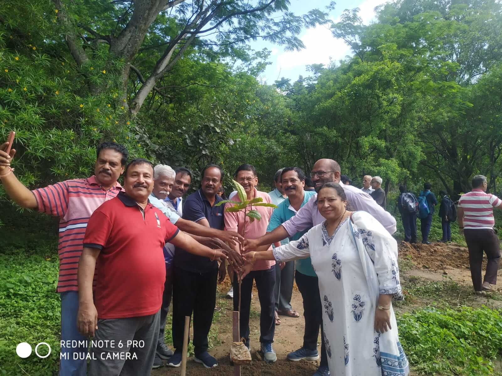 Tree plantation 11