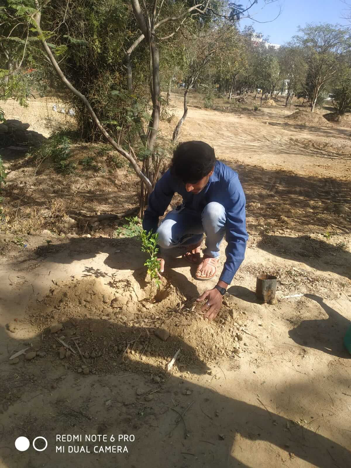 Tree plantation 4