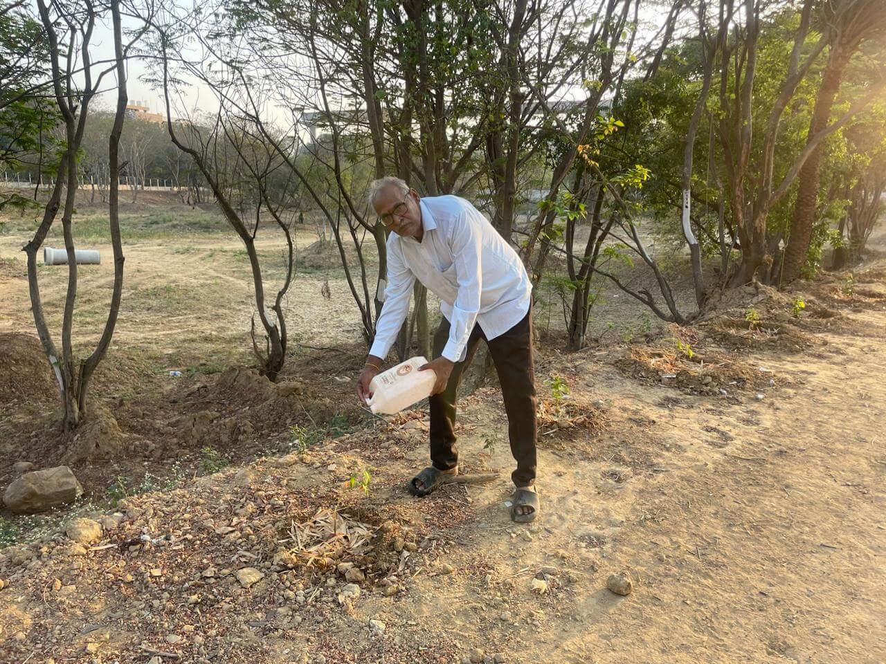 Tree plantation 5
