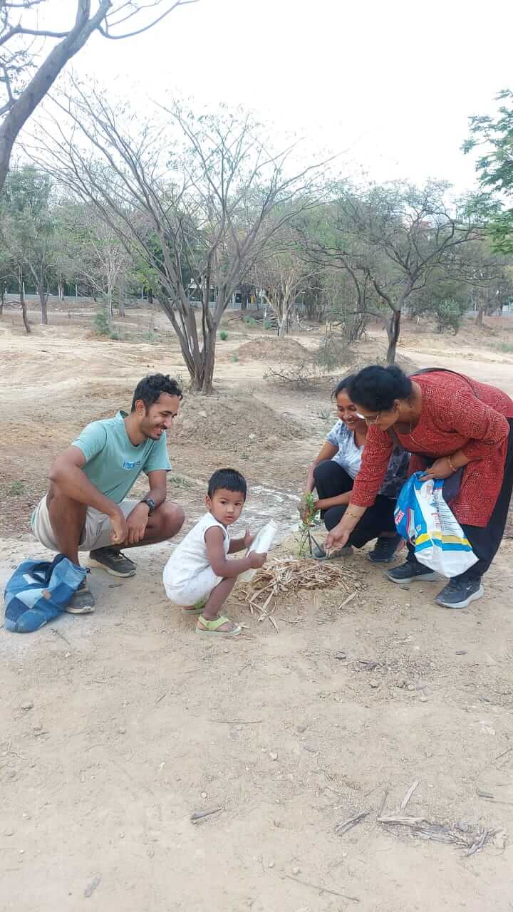 Tree plantation 6